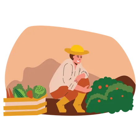 Male farmer harvesting fruits  Illustration