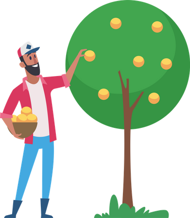 Male farmer harvesting fruits  Illustration