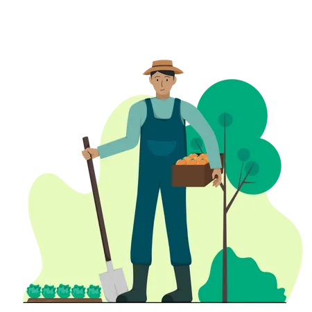 Male farmer harvesting plantation  Illustration