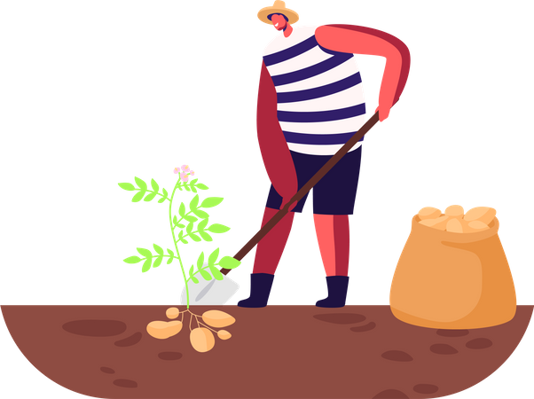 Male farmer harvesting potatoes from the ground  Illustration