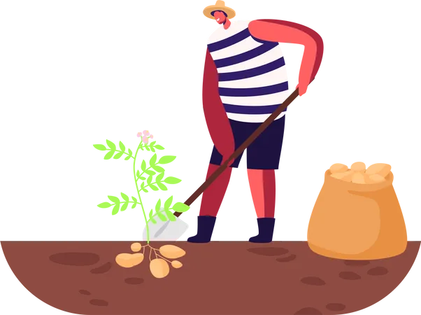 Male farmer harvesting potatoes from the ground  Illustration