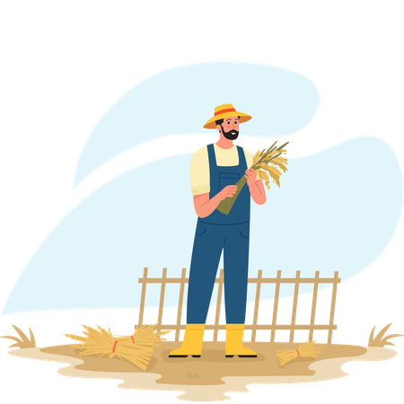 Male farmer harvesting Wheat  Illustration