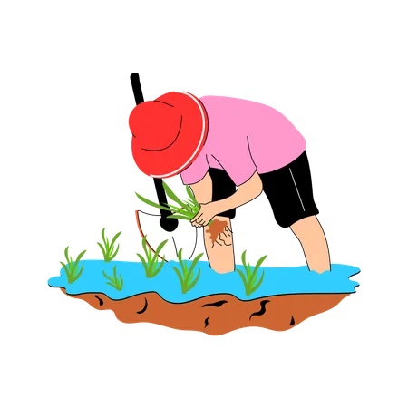 Male farmer planting rice plant  Illustration