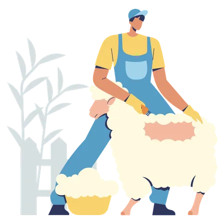 Male farmer shearing sheep  Illustration