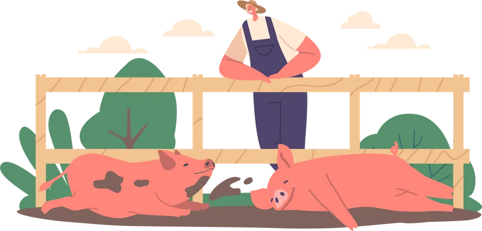 Male Farmer Standing at Fence Observing Pigs Wallowing In Mud  Illustration