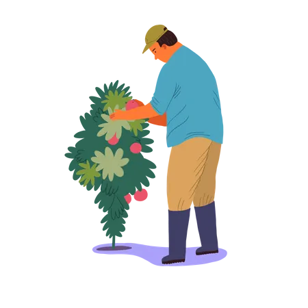 Male farmer taking fruit berries from tree  Illustration