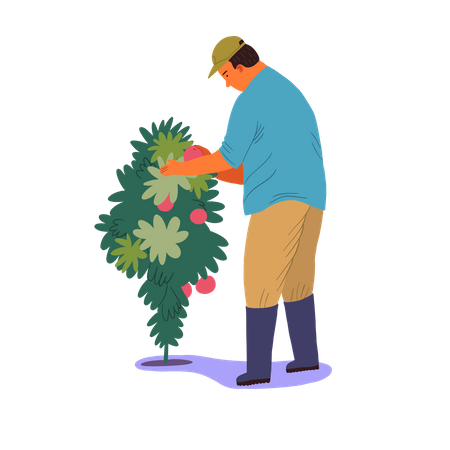 Male farmer taking fruit berries from tree  Illustration