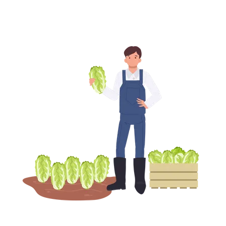 Male farmer with vegetable Chinese cabbage Illustration