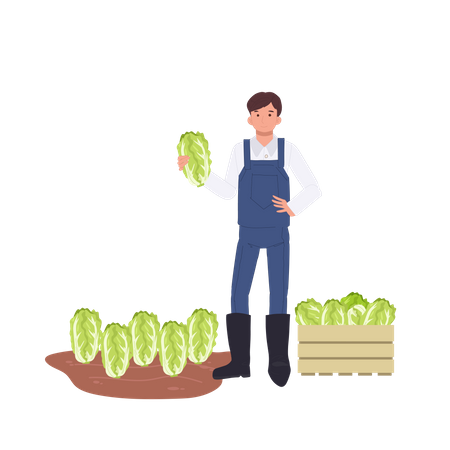 Male farmer with vegetable Chinese cabbage  Illustration