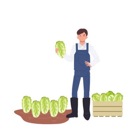 Male farmer with vegetable Chinese cabbage  Illustration