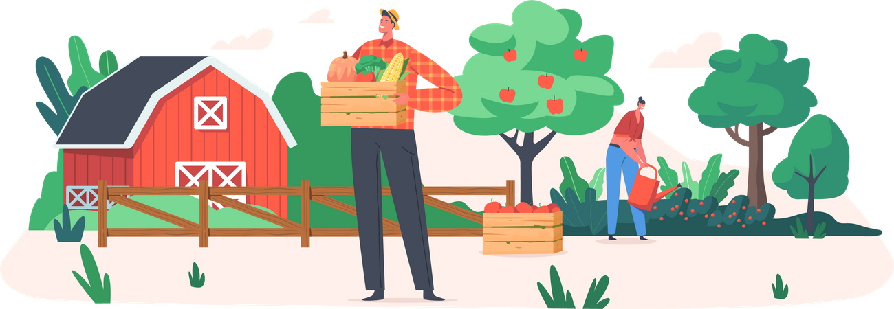 Male gardner holding basket of fresh apples  Illustration