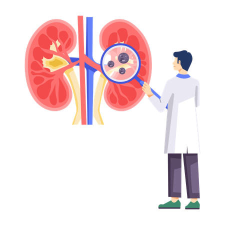 Male Nephrologist Check Kidney  Illustration