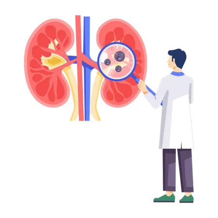 Male Nephrologist Check Kidney  Illustration