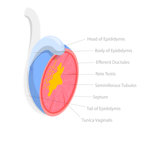Male Reproductive system  Illustration