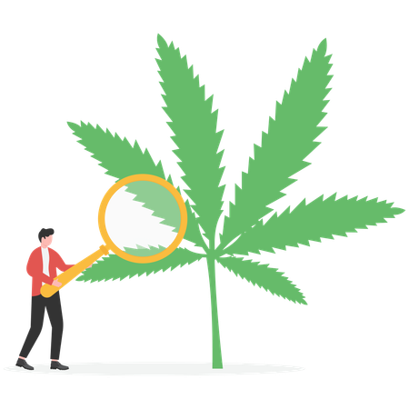Male scientists checking hemp plants  Illustration