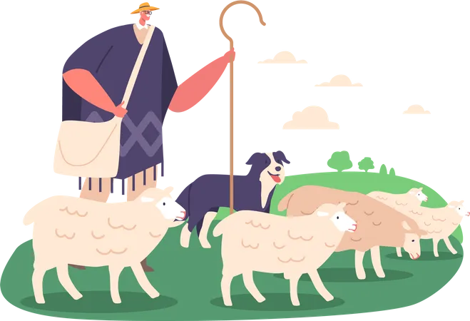 Male Shepherd And Dog Herding Sheep Using Vocal Commands And Physical Cue  Illustration