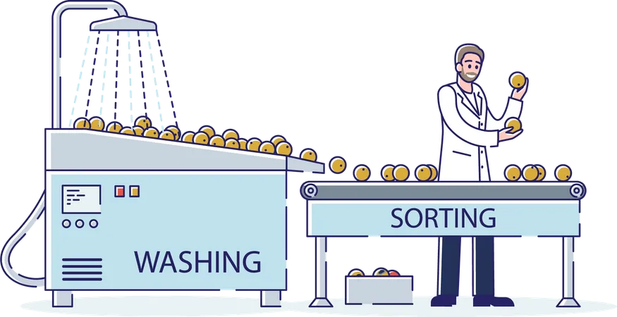 Male Sorting and Washing Fruits With Water On Conveyor Belt  Illustration