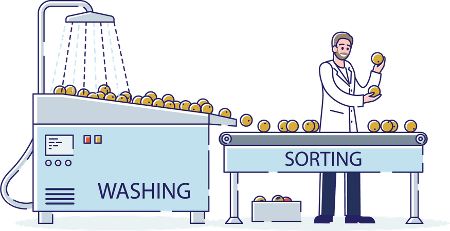 Male Sorting and Washing Fruits With Water On Conveyor Belt  Illustration