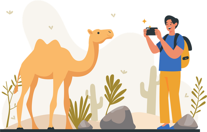 Male tourist photographing camels in wild  Illustration