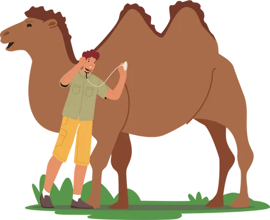 Un vétérinaire masculin écoute le battement de coeur d'un chameau avec un stéthoscope  Illustration