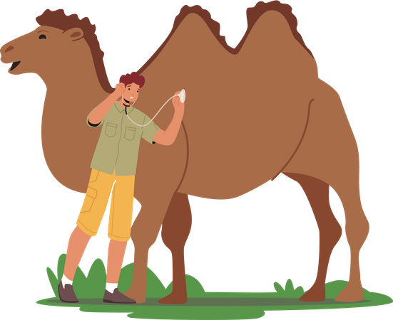 Male veterinarian listen heartbeat of camel with stethoscope  Illustration