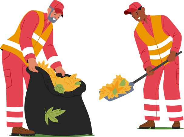 Male Workers Using Shovels To Gather Piles Of Autumn Leaves Into Large Bags For Removal  Illustration