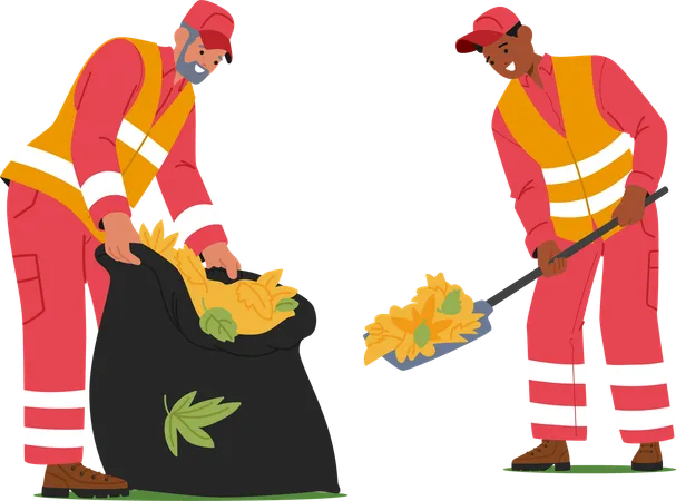 Male Workers Using Shovels To Gather Piles Of Autumn Leaves Into Large Bags For Removal  Illustration