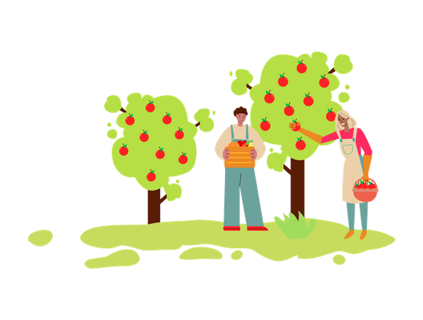 Man and woman collecting apples from tree Illustration