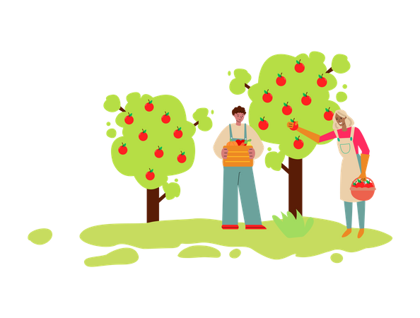 Man and woman collecting apples from tree  Illustration