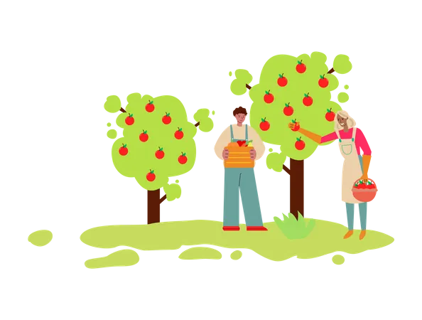 Man and woman collecting apples from tree  Illustration