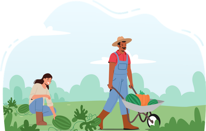 Man and Woman Farmers Pick Harvest to Wheelbarrow  일러스트레이션