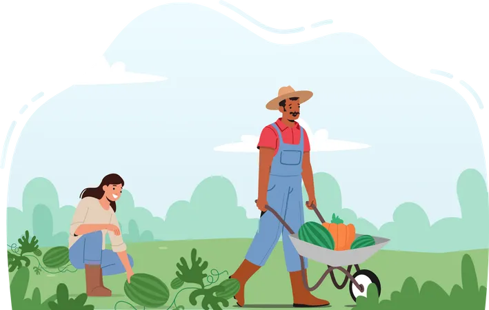Seasonal Work On Farm Man And Woman Farmers Pick Harvest To Wheelbarrow In Orchard Gardener Characters Harvesting Ripe Watermelon And Carrot In Garden Or Farm Cartoon Vector Illustration Illustration