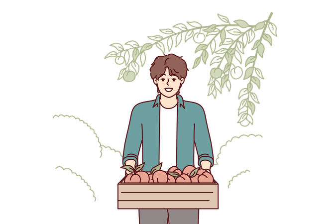 Man carries fruit basket  Illustration