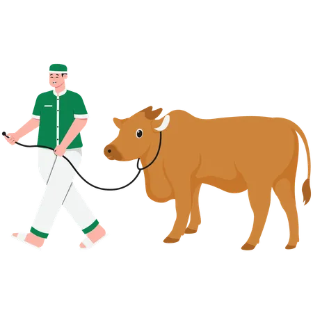 Man Carrying Sacrificial Cow  Illustration