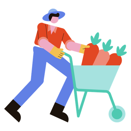 Man collects carrots in cart  Illustration
