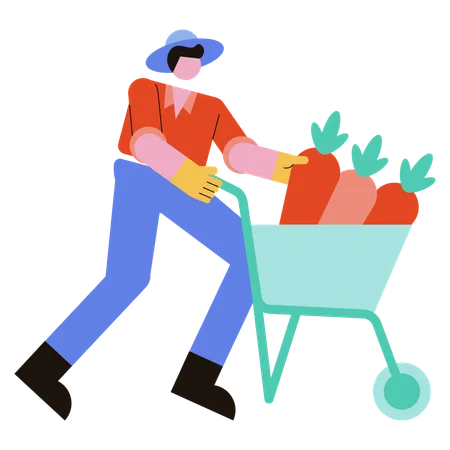 Man collects carrots in cart  Illustration