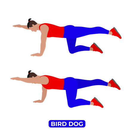 Man Doing Bird Dog Exercise  Illustration