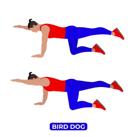 Man Doing Bird Dog Exercise  Illustration