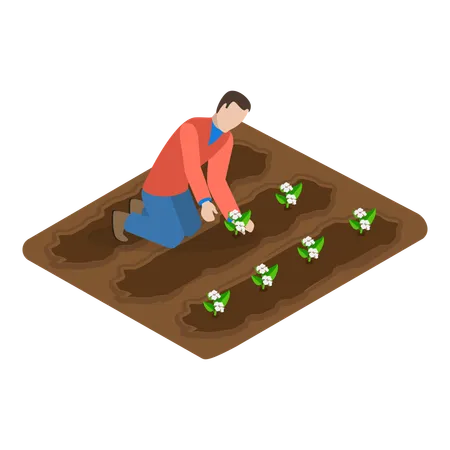 Man doing Cotton Farm  Illustration