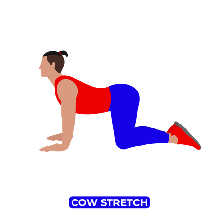 Man Doing Cow Stretch. Bitilasana  Illustration