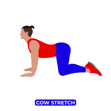 Man Doing Cow Stretch. Bitilasana  Illustration
