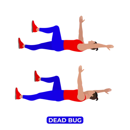 Man Doing Dead Bug Exercise  Illustration