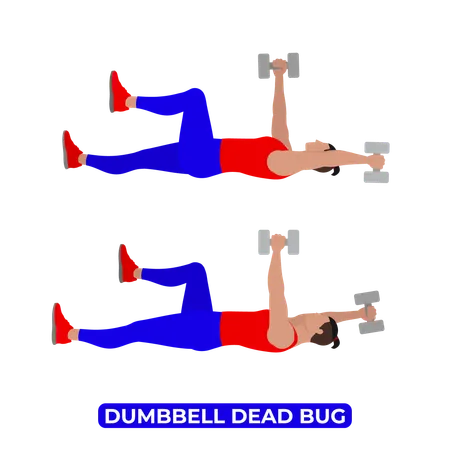 Man Doing Dumbbell Dead Bug Exercise  Illustration