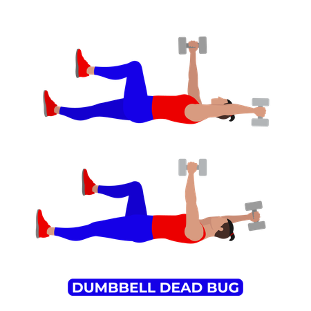 Man Doing Dumbbell Dead Bug Exercise  Illustration