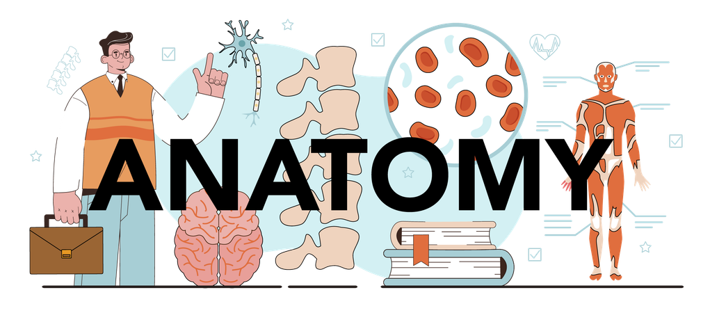 Man doing Internal human organ studying  イラスト