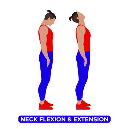 Neck Flexion And Extension Back And Forward Bend An Educational Illustration On A White Background Illustration