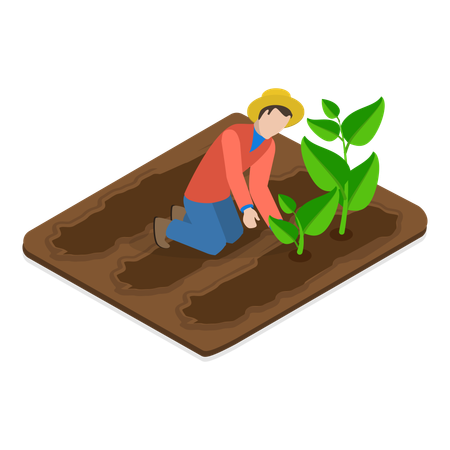 Man Doing Tobacco Farming  Illustration