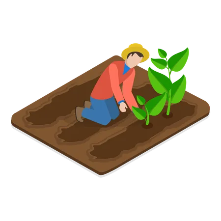 Man Doing Tobacco Farming  Illustration