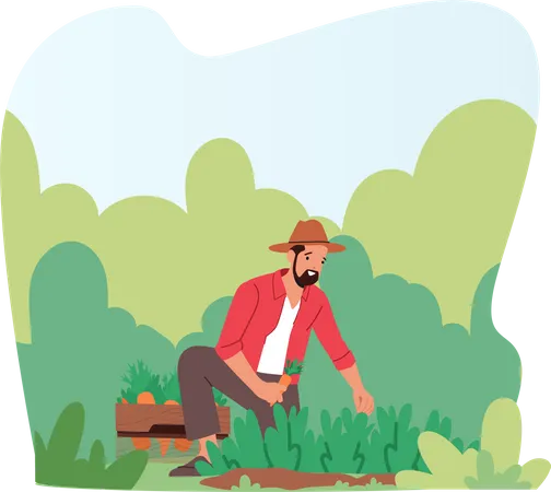 Man Farmer Working On Ranch Garden Bed Harvesting Carrot And Greenery In Wooden Box Gardener Male Character Collecting Ripe Vegetables Healthy Farm Production Cartoon Vector Illustration Illustration