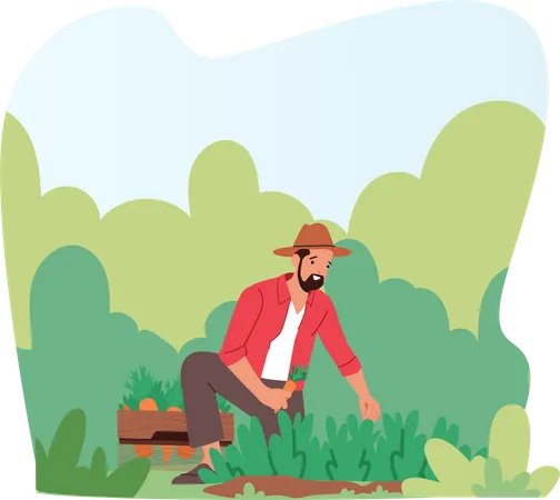 Man Farmer Collecting Carrot  Illustration